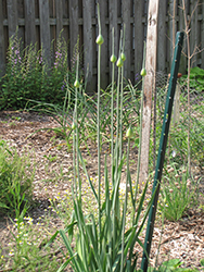 Garlic (Allium sativum) at Make It Green Garden Centre