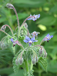 Borage (Borago officinalis) at Make It Green Garden Centre