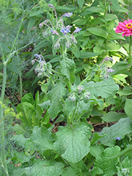 Borage (Borago officinalis) at Make It Green Garden Centre