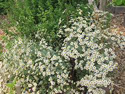 German Chamomile (Matricaria recutita) at Make It Green Garden Centre