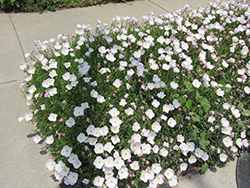 Siskiyou Mexican Evening Primrose (Oenothera berlandieri 'Siskiyou') at Make It Green Garden Centre