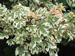 Carnival Hedge Maple (Acer campestre 'Carnival') at Lurvey Garden Center