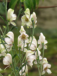 Common White Monkshood (Aconitum napellus 'Album') at Make It Green Garden Centre