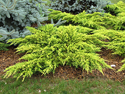 Daub's Frosted Juniper (Juniperus x media 'Daub's Frosted') at Make It Green Garden Centre