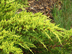 Daub's Frosted Juniper (Juniperus x media 'Daub's Frosted') at Make It Green Garden Centre