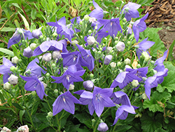 Sentimental Blue Balloon Flower (Platycodon grandiflorus 'Sentimental Blue') at Lurvey Garden Center