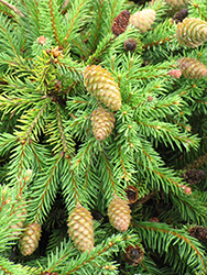 Pusch Spruce (Picea abies 'Pusch') at Make It Green Garden Centre