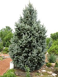 Iseli Fastigiate Spruce (Picea pungens 'Iseli Fastigiata') at Lurvey Garden Center