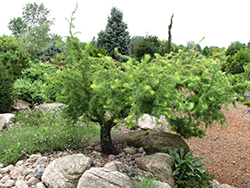 Diana Japanese Larch (Larix kaempferi 'Diana') at Make It Green Garden Centre