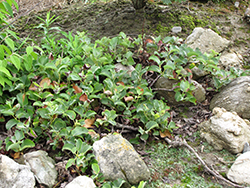 Creeping Alpine Willow (Salix nakamurana var. yezoalpina) at Make It Green Garden Centre