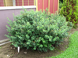 Tor Spirea (Spiraea betulifolia 'Tor') at Make It Green Garden Centre