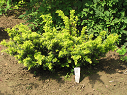 Golden Japanese Yew (Taxus cuspidata 'Aurescens') at Make It Green Garden Centre