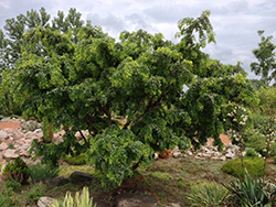 Twisted Baby Black Locust (Robinia pseudoacacia 'Lace Lady') at Lurvey Garden Center