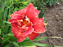 Moses Fire Daylily (Hemerocallis 'Moses Fire') at Make It Green Garden Centre