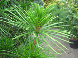 Joe Kozey Umbrella Pine (Sciadopitys verticillata 'Joe Kozey') at Make It Green Garden Centre