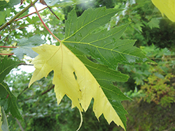 Tigertail Silver Maple (Acer saccharinum 'Tigertail') at Lurvey Garden Center