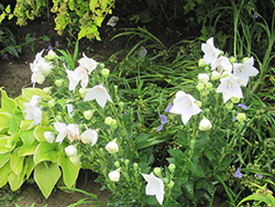Astra White Balloon Flower (Platycodon grandiflorus 'Astra White') at Make It Green Garden Centre