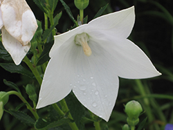 Astra White Balloon Flower (Platycodon grandiflorus 'Astra White') at Make It Green Garden Centre