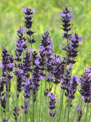 Hidcote Superior Lavender (Lavandula angustifolia 'Hidcote Superior') at Make It Green Garden Centre
