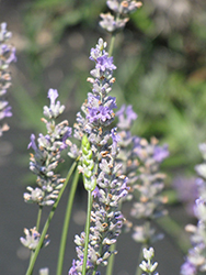 Provence Lavender (Lavandula x intermedia 'Provence') at Make It Green Garden Centre