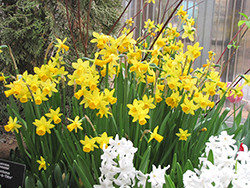 Tete a Tete Daffodil (Narcissus 'Tete a Tete') at Make It Green Garden Centre