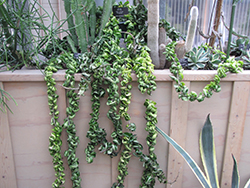 Hindu Rope Plant (Hoya carnosa 'Compacta') at Make It Green Garden Centre