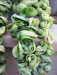 Hindu Rope Plant (Hoya carnosa 'Compacta') at Make It Green Garden Centre