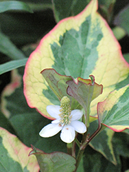 Chameleon Houttuynia (Houttuynia cordata 'Chameleon') at Make It Green Garden Centre