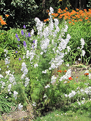 Summer Stars Delphinium (Delphinium grandiflorum 'Summer Stars') at Make It Green Garden Centre