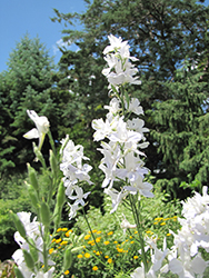 Summer Stars Delphinium (Delphinium grandiflorum 'Summer Stars') at Make It Green Garden Centre