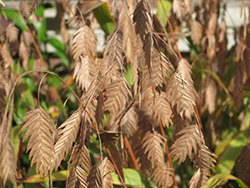 Northern Sea Oats (Chasmanthium latifolium) at Make It Green Garden Centre