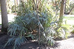 Hardy Parlor Palm (Chamaedorea radicans) at Make It Green Garden Centre