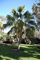 Chinese Fan Palm (Livistona chinensis) at Make It Green Garden Centre
