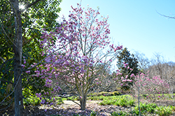 Jane Magnolia (Magnolia 'Jane') at Lurvey Garden Center