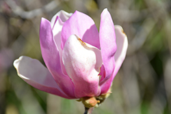 Jane Magnolia (Magnolia 'Jane') at Lurvey Garden Center