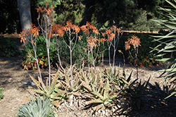 Soap Aloe (Aloe maculata) at Make It Green Garden Centre