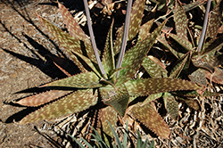 Soap Aloe (Aloe maculata) at Make It Green Garden Centre