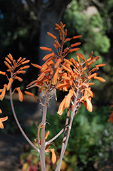 Soap Aloe (Aloe maculata) at Make It Green Garden Centre