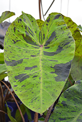 Mojito Elephant Ear (Colocasia esculenta 'Mojito') at Make It Green Garden Centre