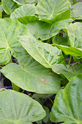 Calidora Elephant's Ear (Alocasia 'Calidora') at Make It Green Garden Centre