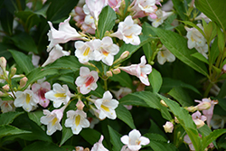 Sonic Bloom Pearl Reblooming Weigela (Weigela florida 'Bokrasopea') at Make It Green Garden Centre