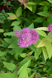 Double Play Candy Corn Spirea (Spiraea japonica 'NCSX1') at Make It Green Garden Centre