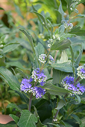 Beyond Midnight Caryopteris (Caryopteris x clandonensis 'CT-9-12') at Make It Green Garden Centre