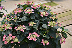 Tuff Stuff Red Hydrangea (Hydrangea serrata 'SMNMAKTSR') at Make It Green Garden Centre