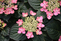 Tuff Stuff Red Hydrangea (Hydrangea serrata 'SMNMAKTSR') at Make It Green Garden Centre