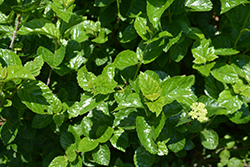 All That Glows Viburnum (Viburnum dentatum 'SMVDBL') at Make It Green Garden Centre