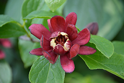 Simply Scentsational Sweetshrub (Calycanthus floridus 'SMNCAF') at Make It Green Garden Centre