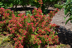Sonic Bloom Red Reblooming Weigela (Weigela florida 'Verweig 6') at Make It Green Garden Centre