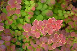 Sunjoy Tangelo Japanese Barberry (Berberis thunbergii 'O'Byrne') at Lurvey Garden Center