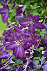 Happy Jack Purple Clematis (Clematis 'Zojapur') at Make It Green Garden Centre
